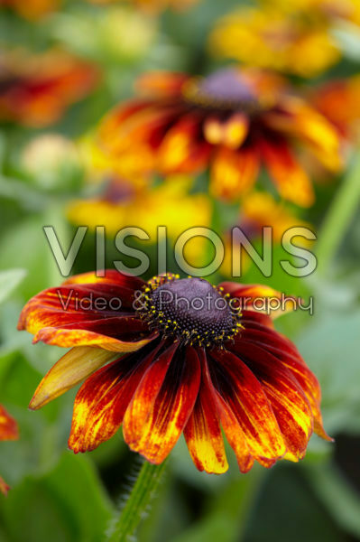 Rudbeckia