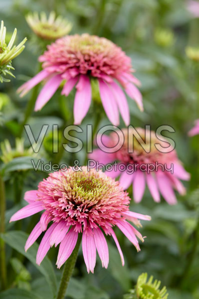 Echinacea purpurea Cotton Candy Echinacea purpurea Cotton Candy