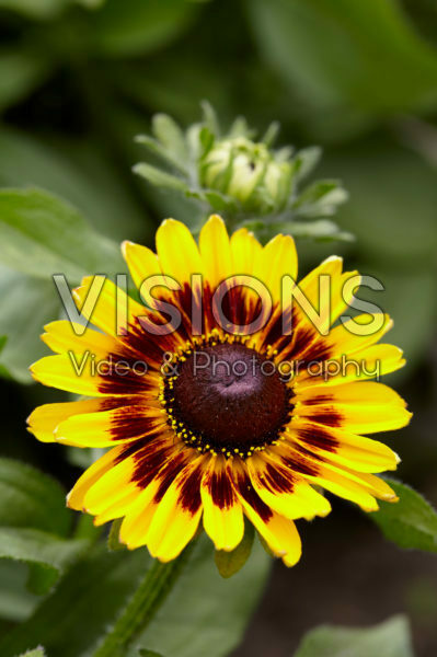 Rudbeckia Rudbeckia