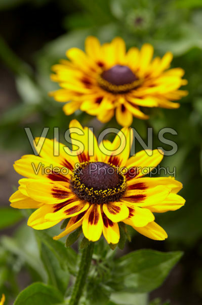 Rudbeckia Rudbeckia