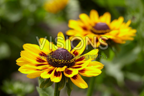 Rudbeckia