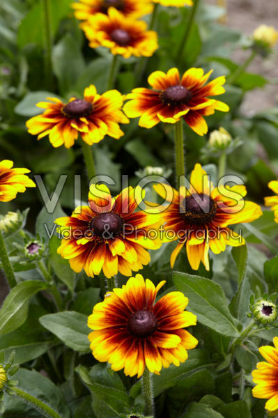 Rudbeckia hirta Kissing SmileyZ™