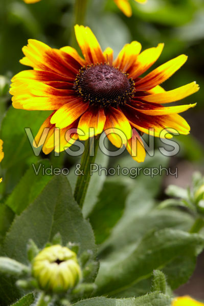 Rudbeckia hirta Kissing SmileyZ™ Rudbeckia hirta Kissing SmileyZ™