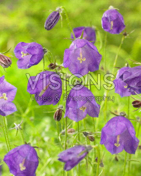 Campanula x pulloides G.F. Wilson Campanula x pulloides G.F. Wilson