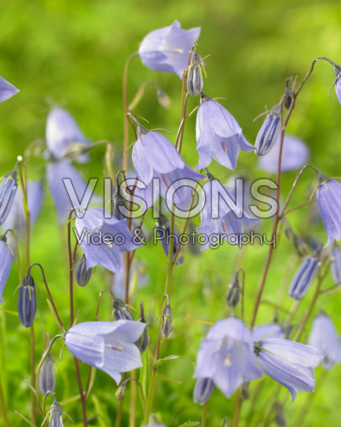 Campanula cochleariifolia Campanula cochleariifolia