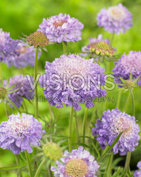 Scabiosa japonica Blue Diamonds Scabiosa japonica Blue Diamonds
