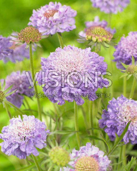 Scabiosa japonica Blue Diamonds Scabiosa japonica Blue Diamonds