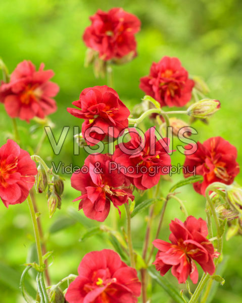 Helianthemum Cerise Queen Helianthemum Cerise Queen
