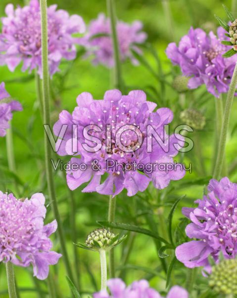 Scabiosa columbaria Flutter Deep Blue Scabiosa columbaria Flutter Deep Blue