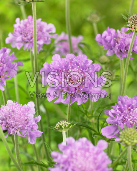 Scabiosa columbaria Flutter Deep Blue Scabiosa columbaria Flutter Deep Blue