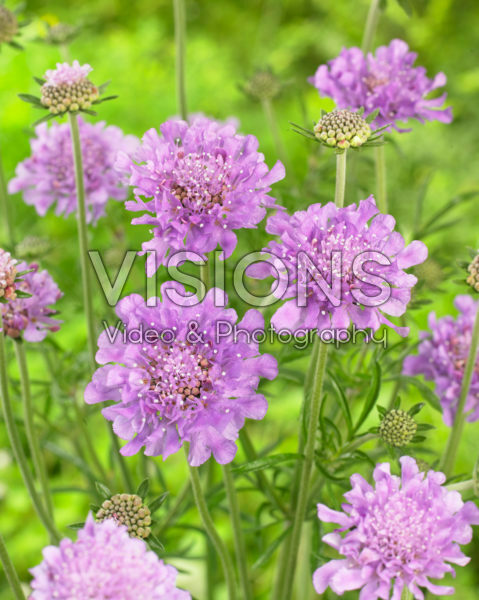 Scabiosa columbaria Flutter Deep Blue