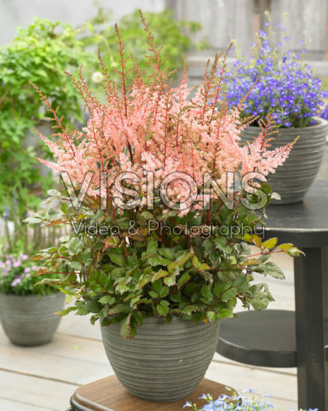 Astilbe chinensis Spotlight® Astilbe chinensis Spotlight®