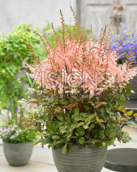 Astilbe chinensis Spotlight® Astilbe chinensis Spotlight®