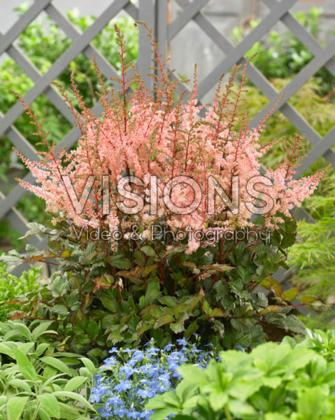 Astilbe chinensis Spotlight®