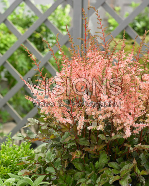 Astilbe chinensis Spotlight® Astilbe chinensis Spotlight®