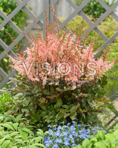 Astilbe chinensis Spotlight® Astilbe chinensis Spotlight®