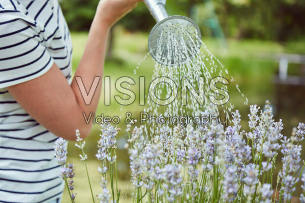 Watering lavender