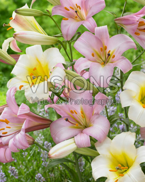 Lilium White and Pink Planet