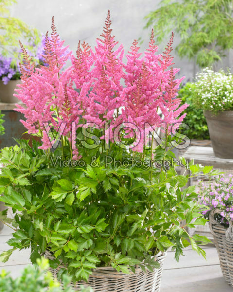 Astilbe chinensis Vision in PinkĀ® Astilbe chinensis Vision in PinkĀ®