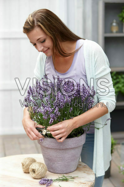 Lady cutting lavender flowers Lady cutting lavender flowers