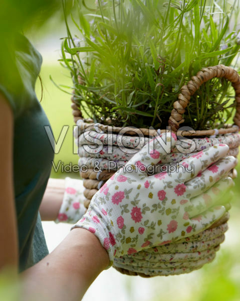 Lady holding basket with lavender
