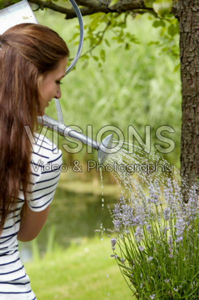 Watering lavender