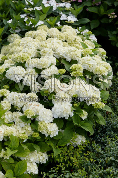 Hydrangea macrophylla Ave Maria Hydrangea macrophylla Ave Maria