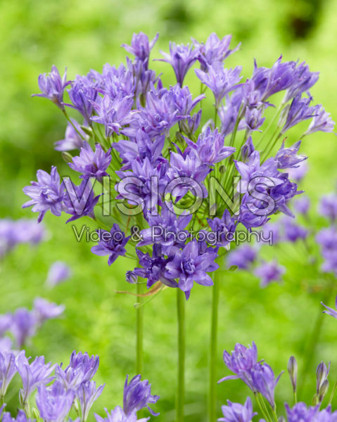 Triteleia Aquarius Triteleia Aquarius