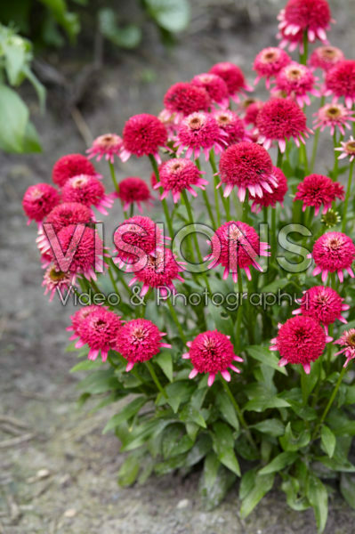Echinacea Sweet Sixteen Echinacea Sweet Sixteen