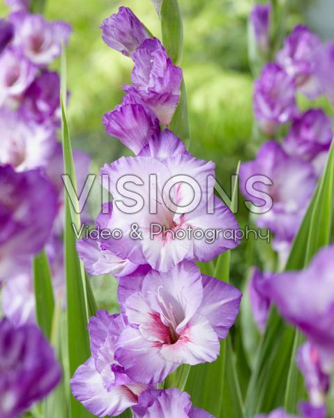 Gladiolus Flevo Nautica