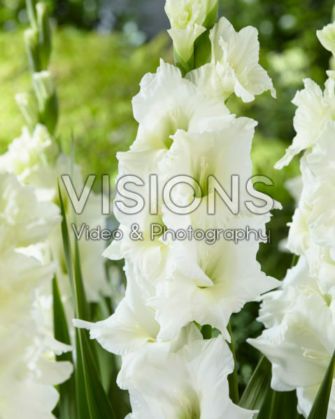 Gladiolus Argenta
