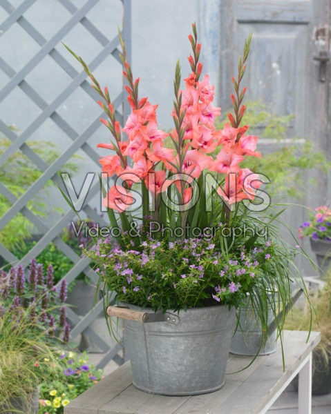 Gladiolus Pink