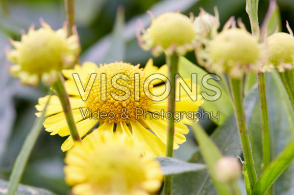 Helenium Mariachi™ Sombrero Helenium Mariachi™ Sombrero
