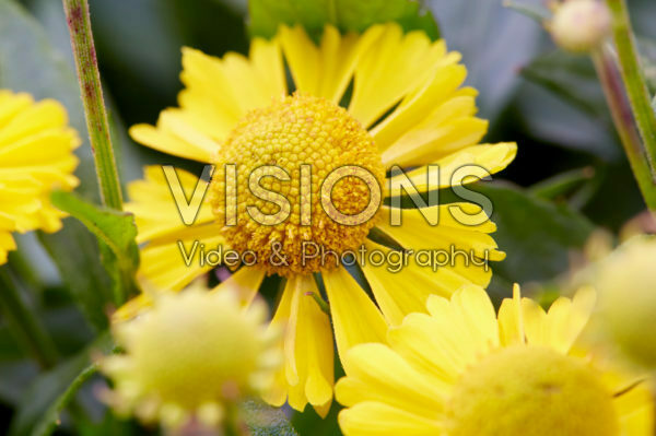 Helenium Mariachi™ Sombrero Helenium Mariachi™ Sombrero