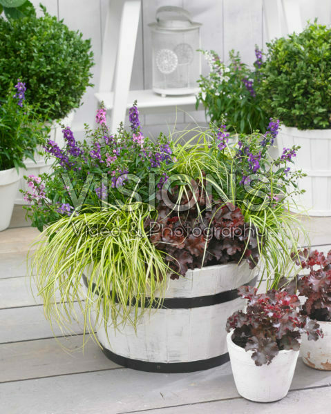 Carex EverColor® Eversheen Carex EverColor® Eversheen