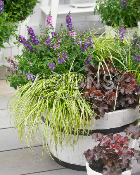 Carex EverColor® Eversheen Carex EverColor® Eversheen