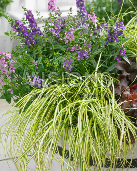 Carex EverColor® Eversheen Carex EverColor® Eversheen