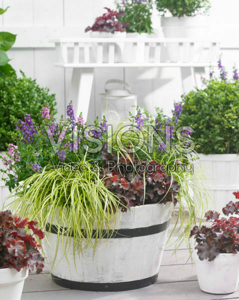 Carex EverColor® Eversheen Carex EverColor® Eversheen