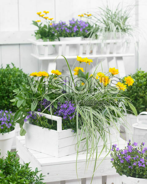 Carex EverColor® Everest Carex EverColor® Everest