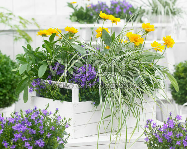 Carex EverColor® Everest Carex EverColor® Everest