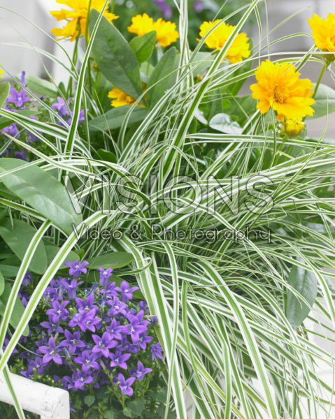 Carex EverColor® Everest Carex EverColor® Everest
