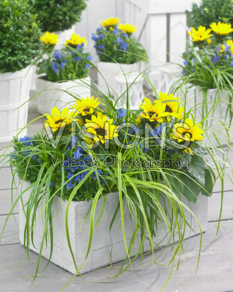 Carex EverColor® Everlime Carex EverColor® Everlime
