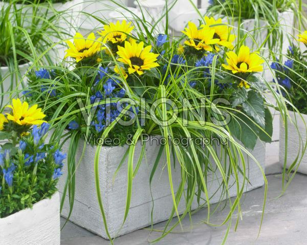 Carex EverColor® Everlime Carex EverColor® Everlime