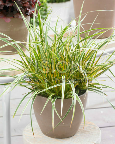 Carex EverColor® Everglow Carex EverColor® Everglow