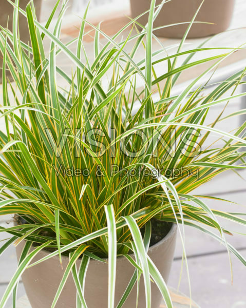 Carex EverColor® Everglow Carex EverColor® Everglow