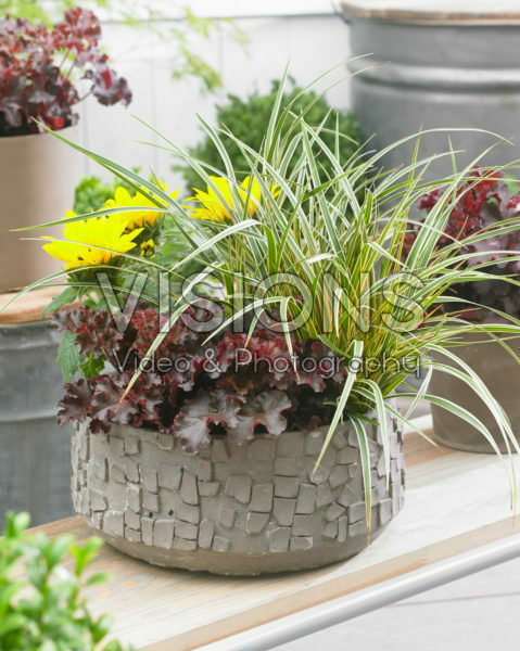 Carex EverColor® Everglow Carex EverColor® Everglow