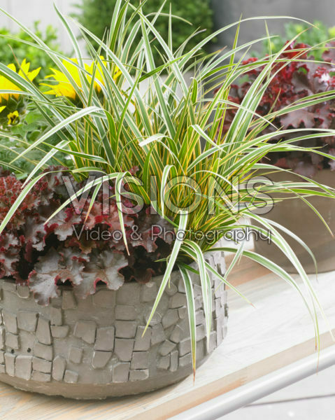 Carex EverColor® Everglow Carex EverColor® Everglow
