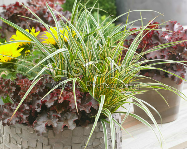 Carex EverColor® Everglow Carex EverColor® Everglow