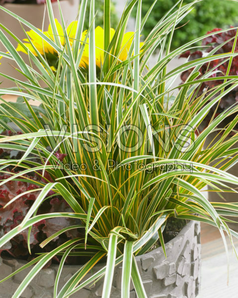 Carex EverColor® Everglow Carex EverColor® Everglow