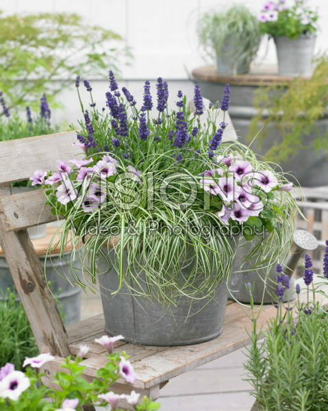 Carex EverColor® Everlite Carex EverColor® Everlite